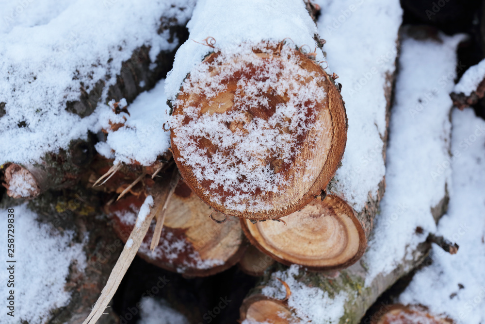wooden logs, firewood under the spring snow. slices of wood looks beautiful in the snow wooden logs, firewood under the spring snow. slices of wood looks beautiful in the snow