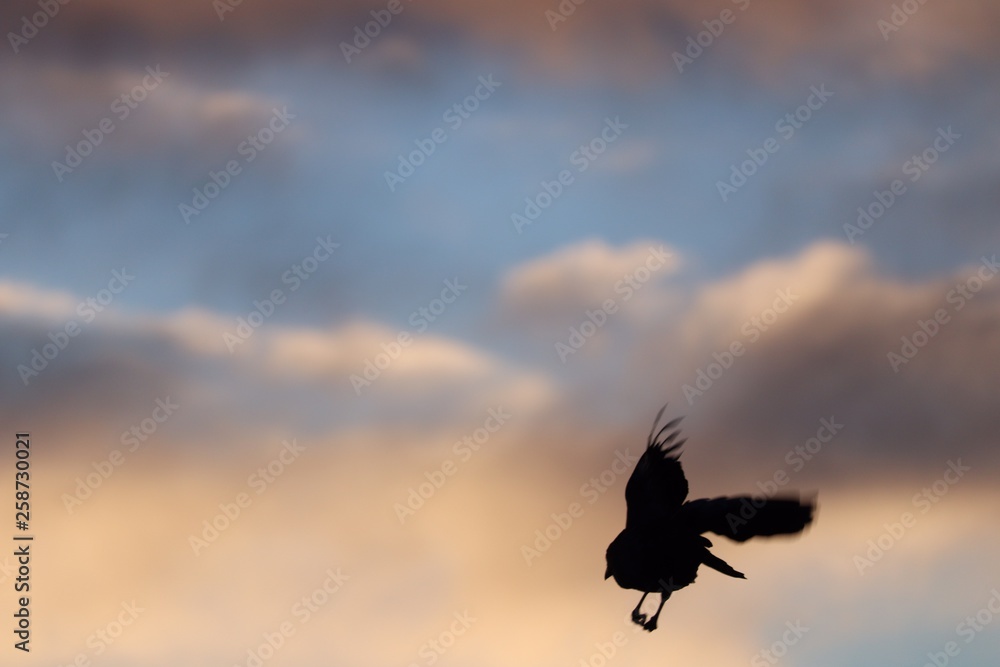 Fototapeta premium Chihuahua Raven in New Mexico Sky 