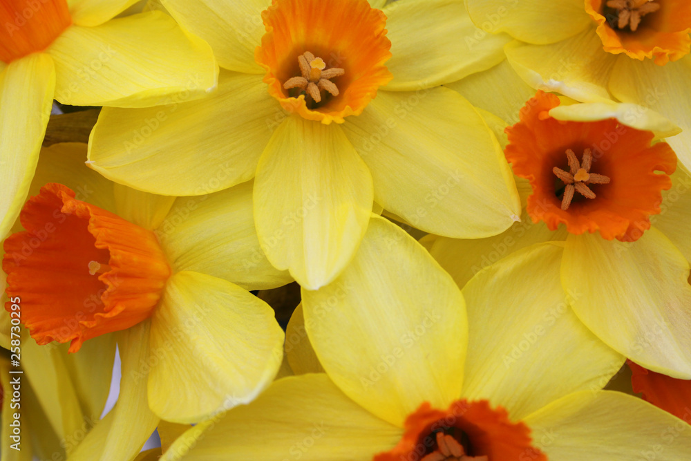 Close up of yellow and orange daffodil flowers in the spring Close up of yellow and orange daffodil flowers in the spring