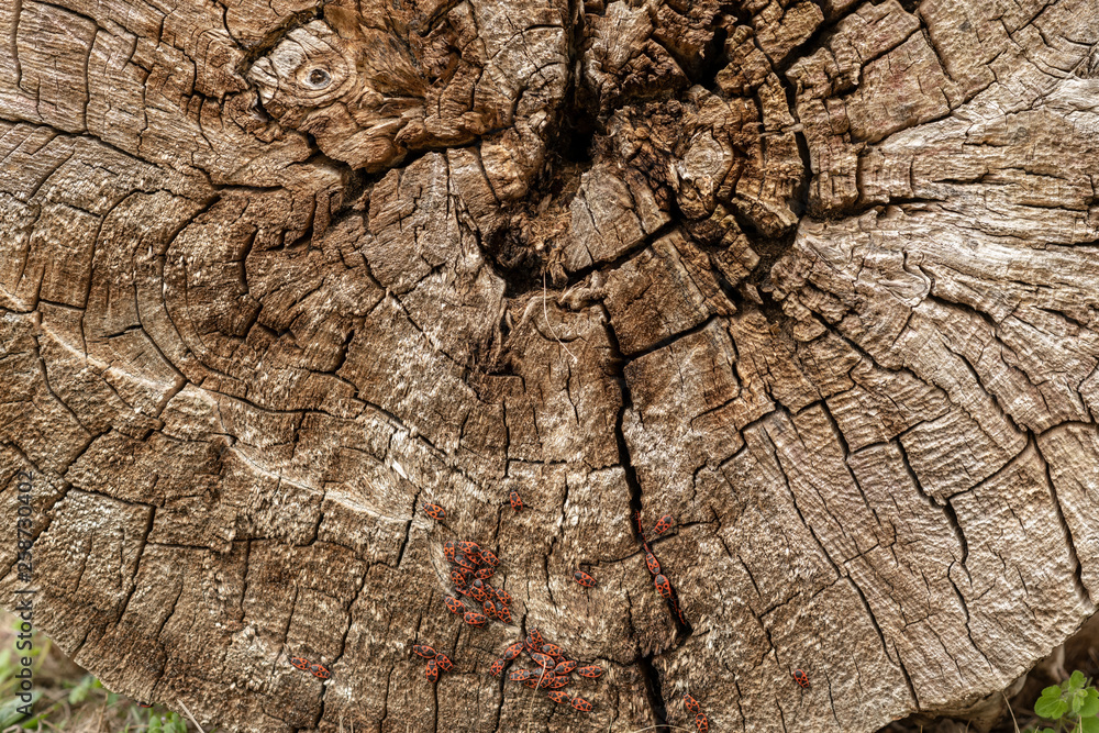 Fototapeta premium Holz - Käfer