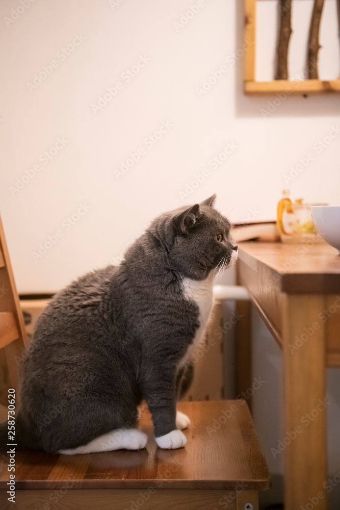 British short-haired cat sitting in chair
