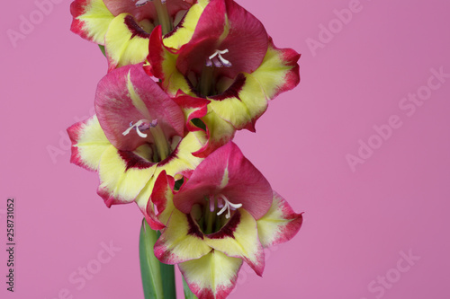 Inflorescence of gladiolus with colorful flowers isolated on pink background.