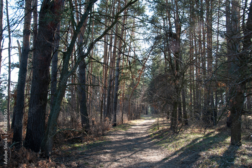 Spring in the forest Spring in the forest