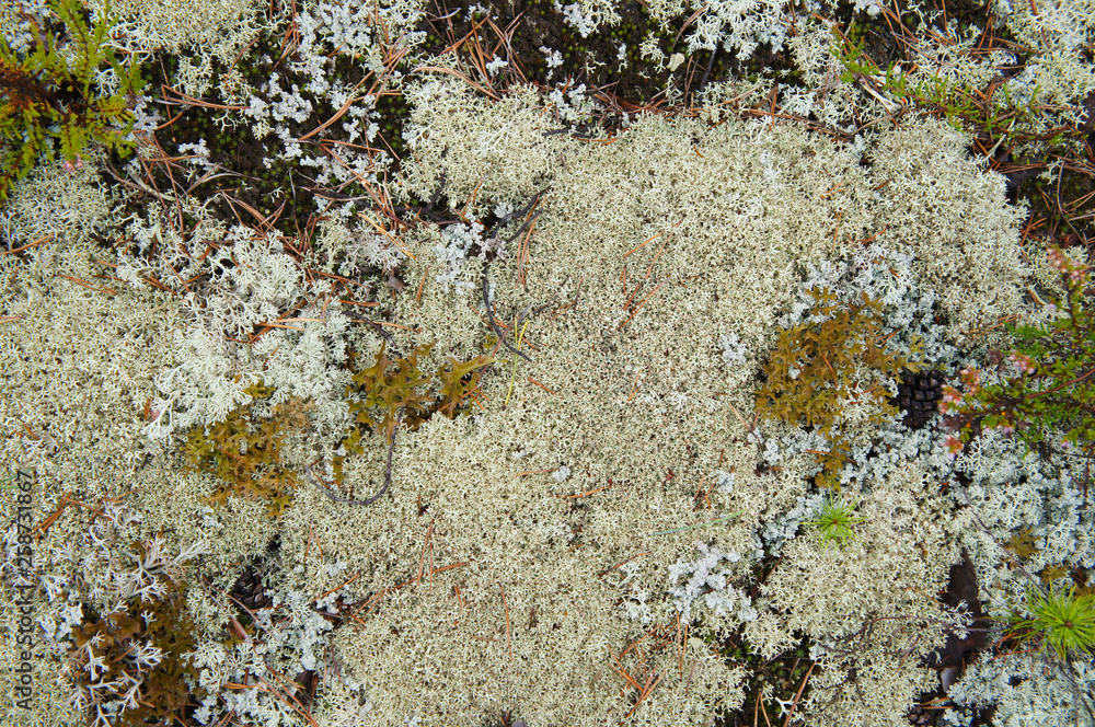 Reindeer lichen cladonia rangiferina white moss background Reindeer lichen cladonia rangiferina white moss background
