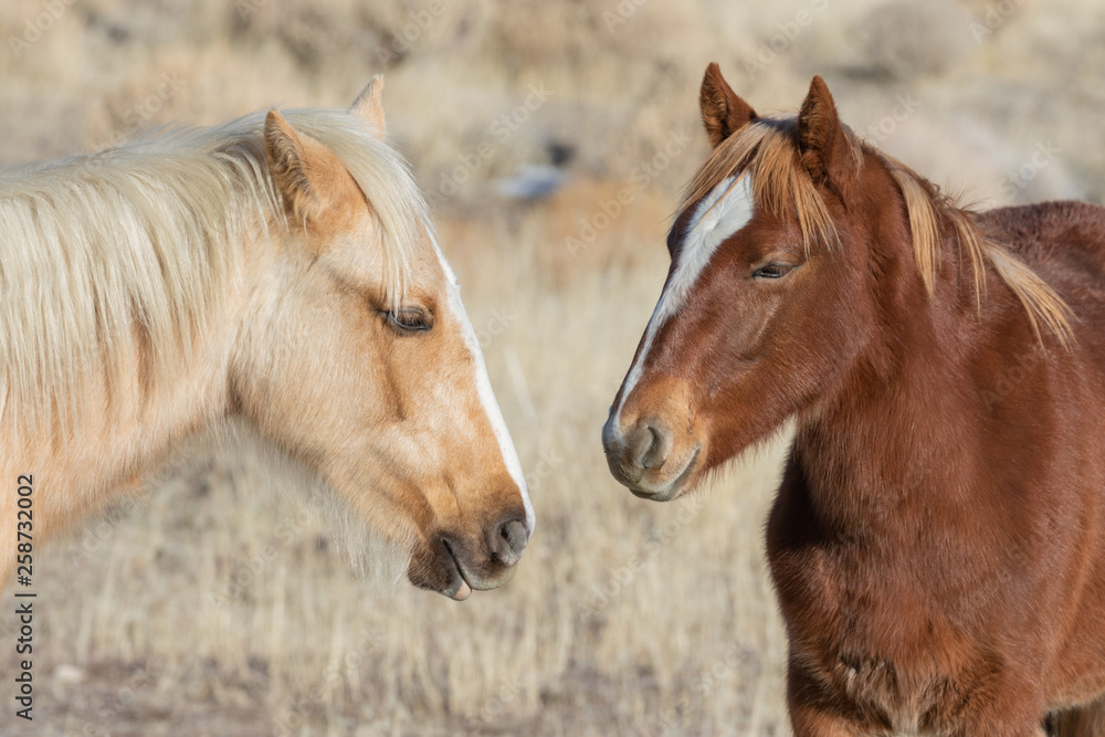 Obraz premium Pair of Beautiful Wild Horses in Utah
