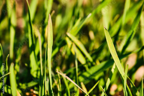 Young growth on field