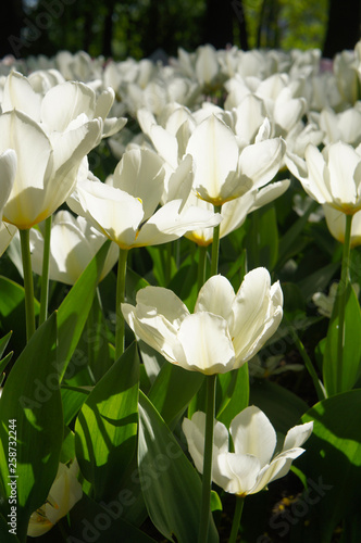 White tulips on green field in sunlight vertical