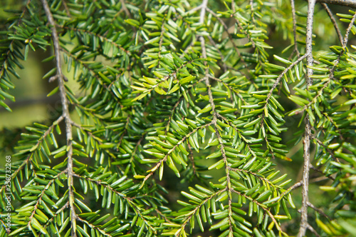 Tsuga heterophylla western hemlock-spruce green plant background