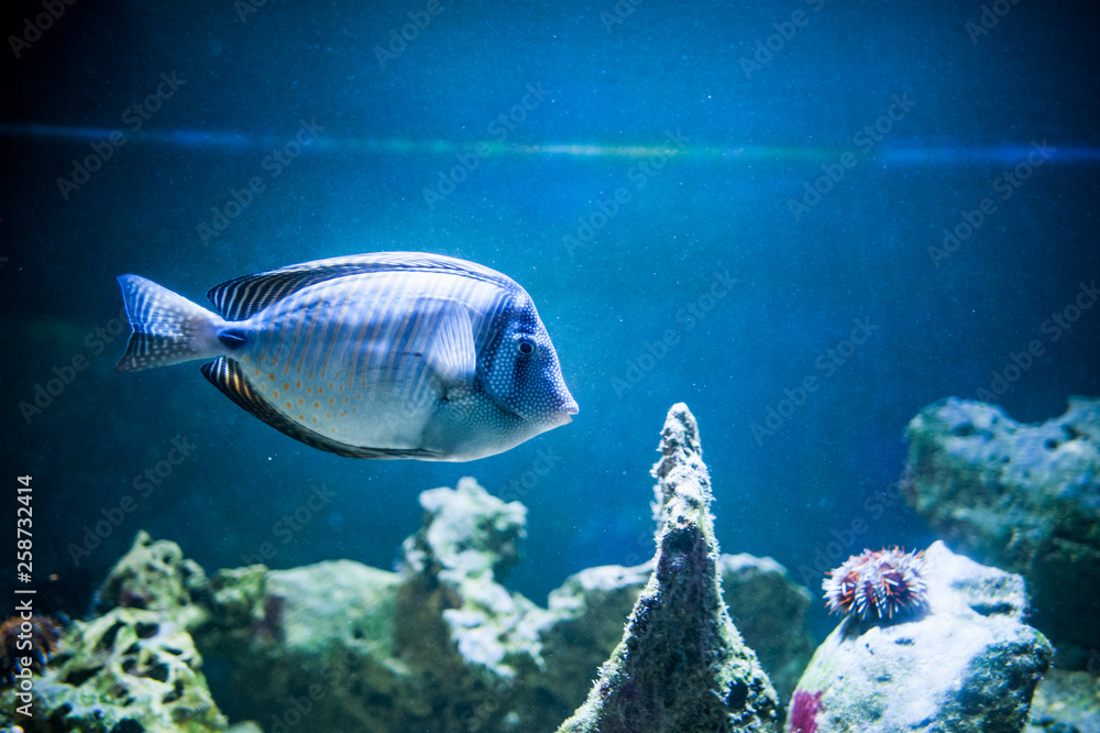 Obraz premium Zebrasoma desjardinii, fish swimming in the ocean, against a background of corals