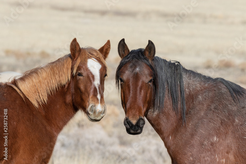 Pair of Beautiful Wild Horses in Utah