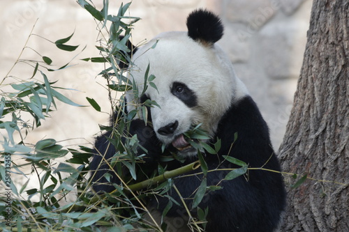 Giant Panda is Busy with Eating Bamboo Leaves, Beijing, China