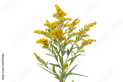Twig of a blossoming goldenrod isolated on a white background. © ksi