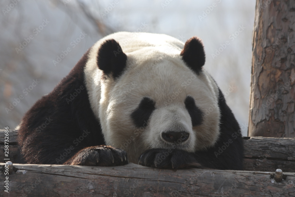 Fototapeta premium Close up Sleeping Panda, China