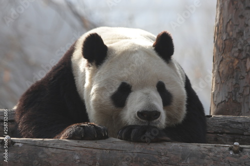 Close up Sleeping Panda, China