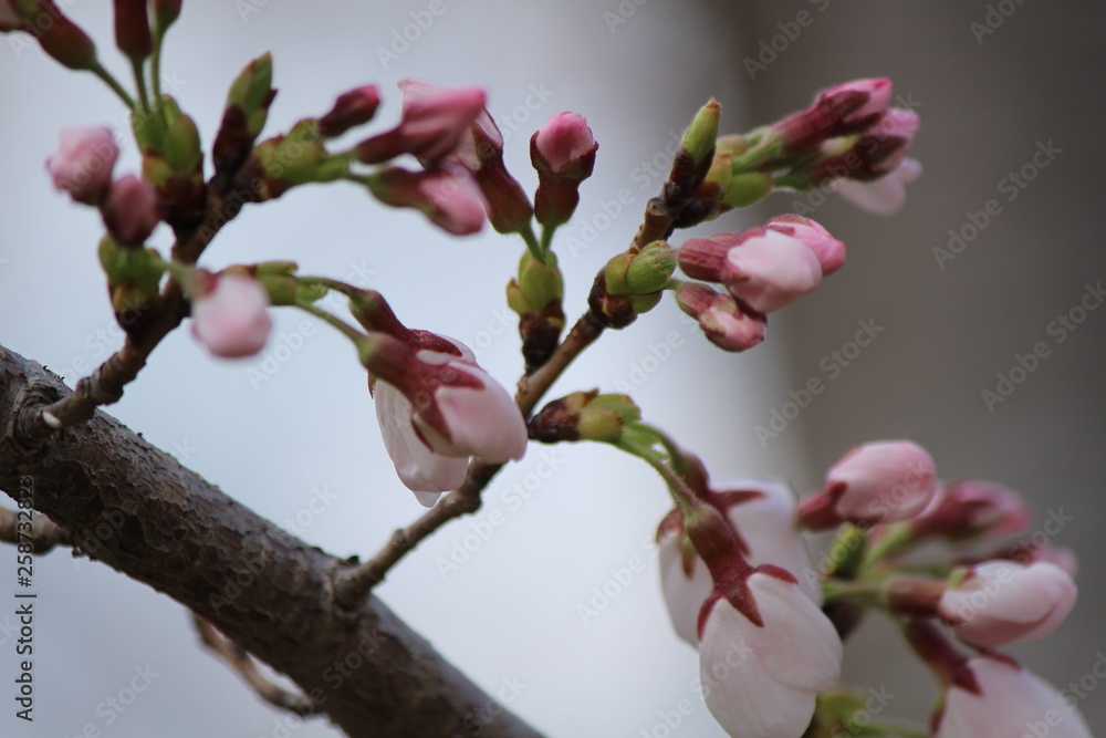Japanese national flower cherry blossom Japanese national flower cherry blossom