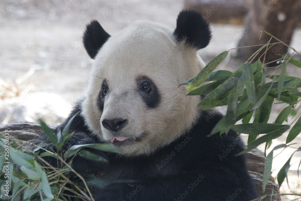 Naklejka premium Giant Panda name, Meng Xiao, is Eating Bamboo leaves, Beijing, China