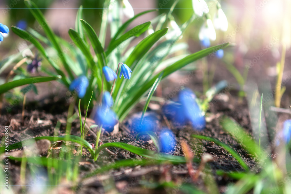 Blurred bloom flowers at soft sunlight. Blurred bloom flowers at soft sunlight.