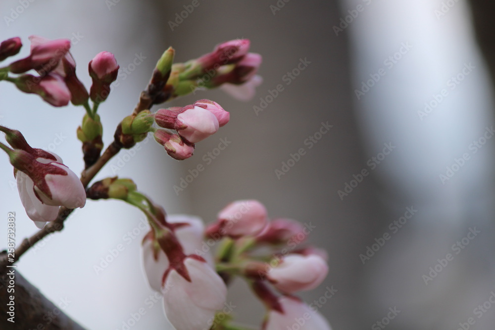 Japanese national flower cherry blossom Japanese national flower cherry blossom