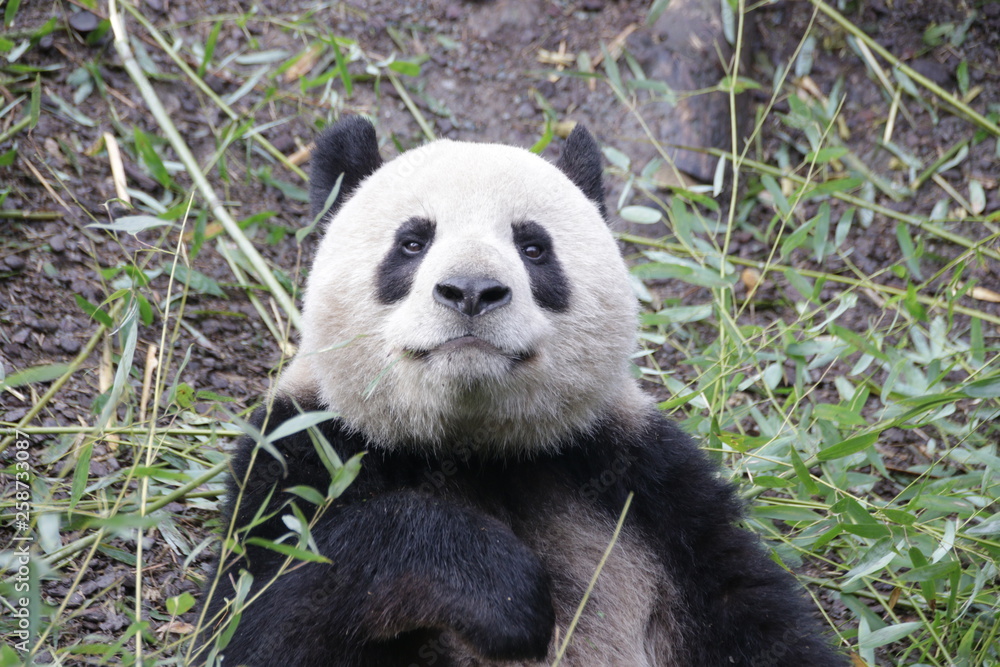 Smiling Happy Giant Panda, China Smiling Happy Giant Panda, China