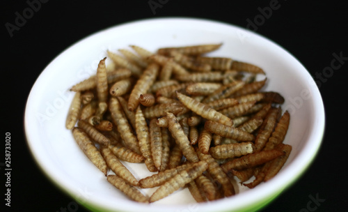 Dried caterpillars on black background for animal food.
