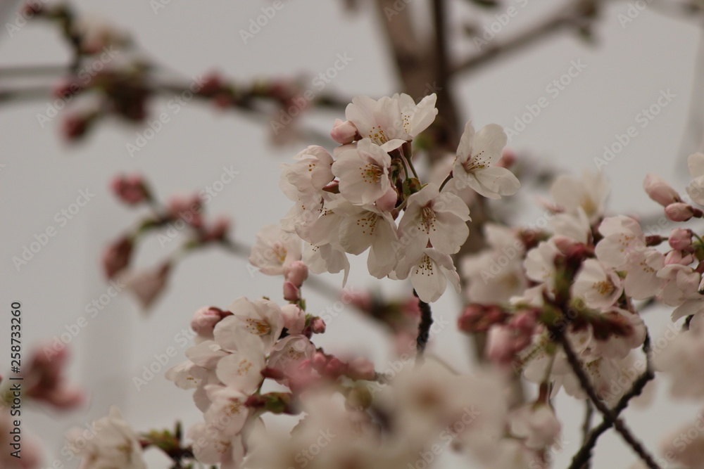 Japanese national flower cherry blossom Japanese national flower cherry blossom