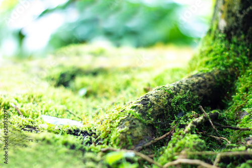 Mossy tropical tree trunk in the bright summer morning