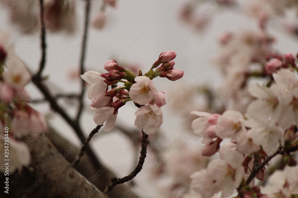 Japanese national flower cherry blossom Japanese national flower cherry blossom