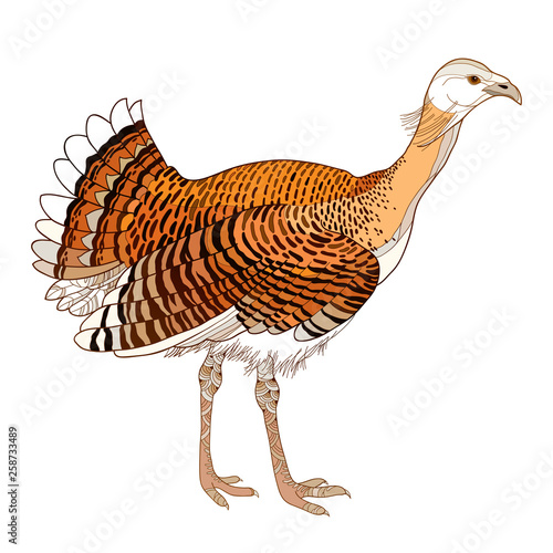 Drawing of adult male Great Bustard or Otis tarda in contour style isolated on white background. photo