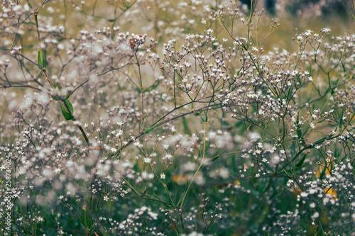 lots of meadow wild flowerts. Bright fresh background of growings white small flowers
