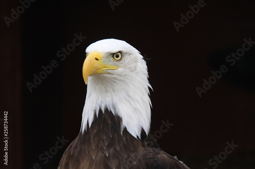 American bald eagle close up 