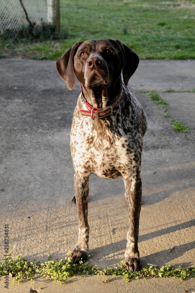 German shorthair pointer