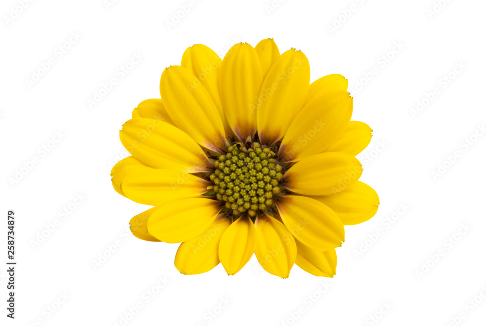 yellow daisy isolated yellow daisy isolated
