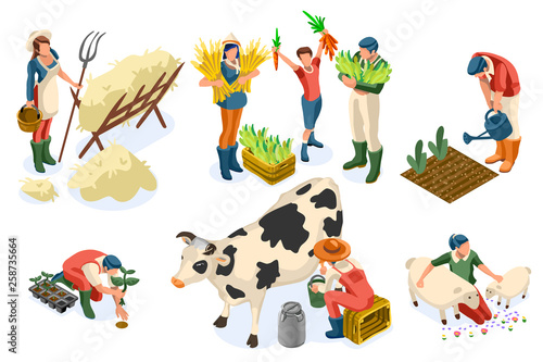 Flat tractor set. Farmer, agricultural worker with plant, chicken, sheep, rabbit, cow, milk, fruit or feeding farm animal. Harvest man with apple. Girl isometric images isolated on white background.