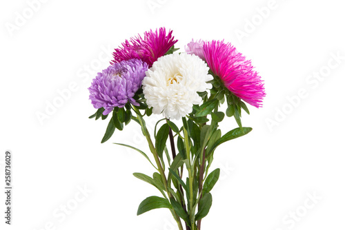 aster flower isolated