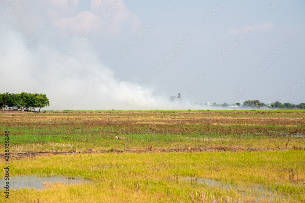 Fire smoke is caused by burning weeds in the fields.