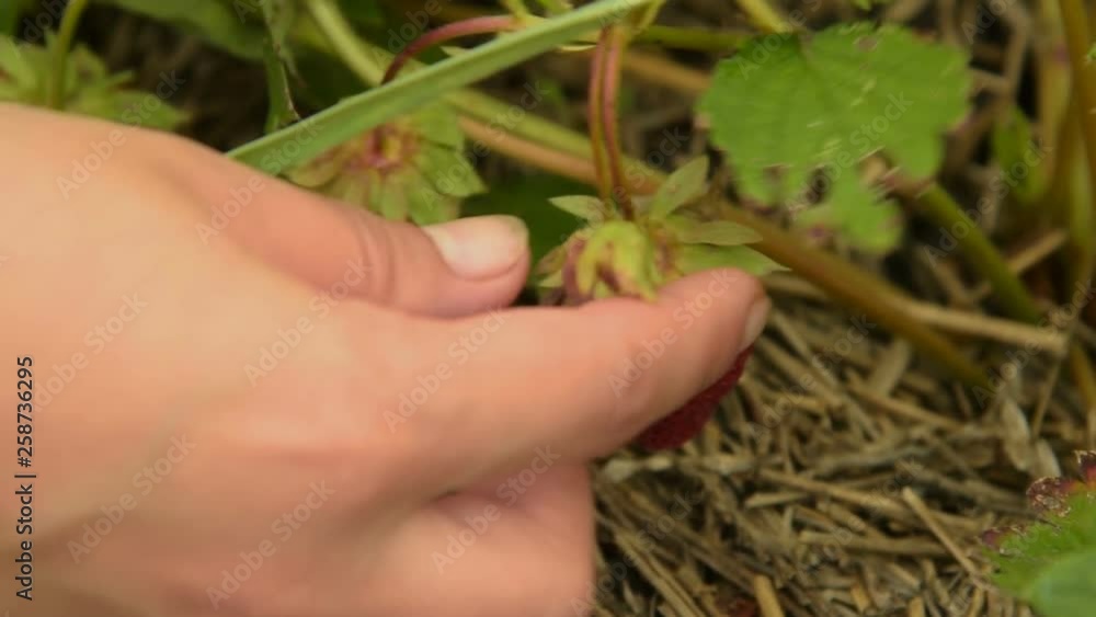 Gathering ripe strawberry Gathering ripe strawberry