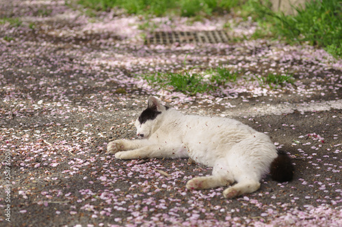 桜と猫