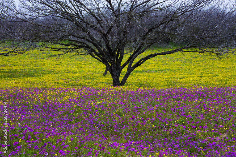 Texas Hill Country in Colorful Spring Bloom Texas Hill Country in Colorful Spring Bloom