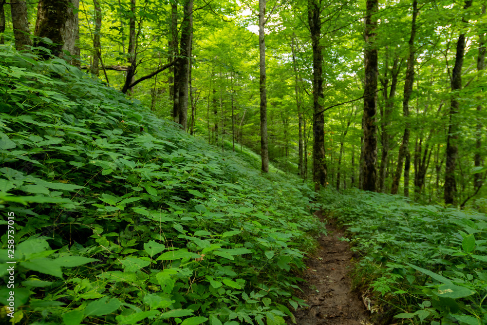 Fototapeta premium Green Foliage Covers the Forest Floor