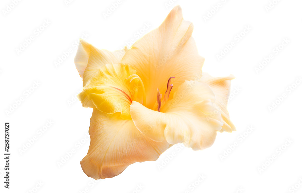 gladiolus flower isolated gladiolus flower isolated