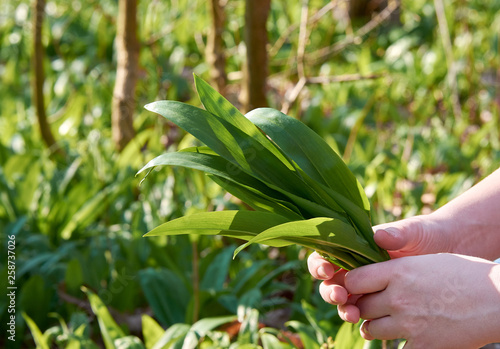 A young woman holds in her hand a bundle of leaves wild garlic. On the outdoor with green blurred background.