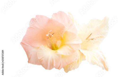 gladiolus flower isolated © ksena32