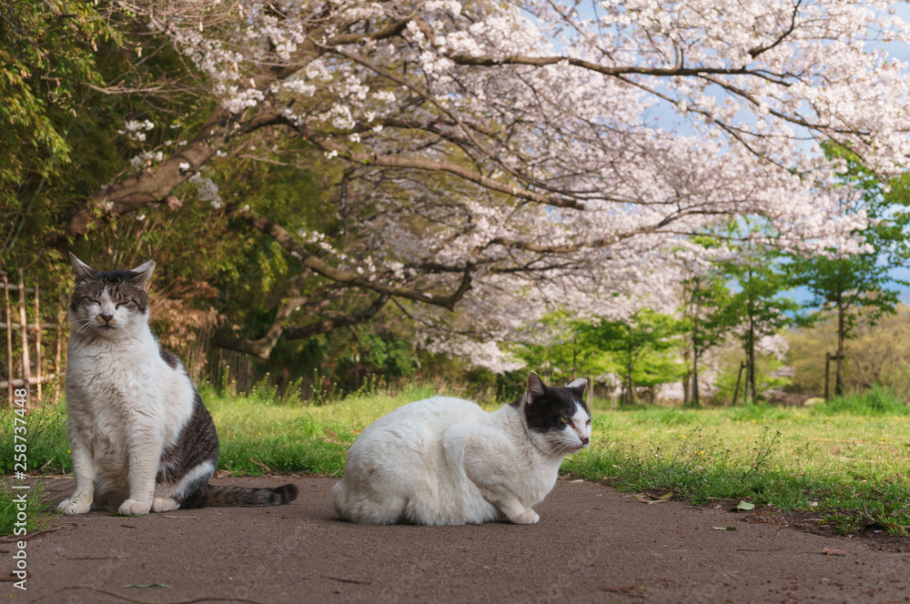 桜と猫 桜と猫