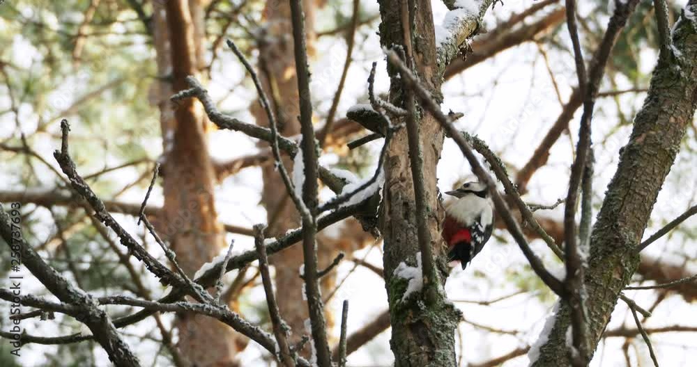 Great spotted woodpecker, Dendrocopos major, knocks on the bark of a tree, extracting edable insects. Bird in winter forest. Great spotted woodpecker, Dendrocopos major, knocks on the bark of a tree, extracting edable insects. Bird in winter forest.