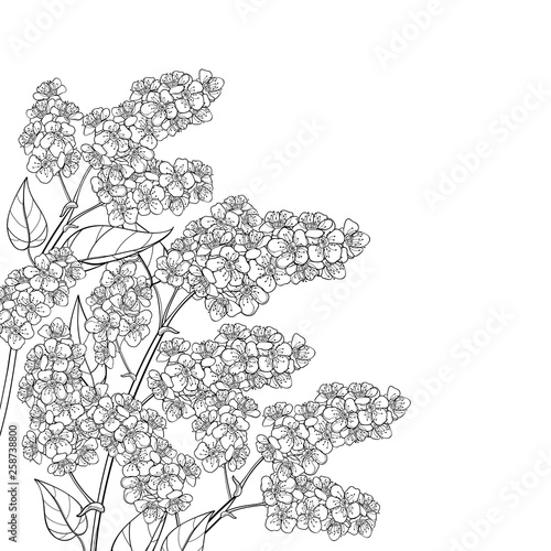 Corner branch with outline blossom Prunus padus or Bird cherry flower bunch with bud and leaf in black isolated on white background.