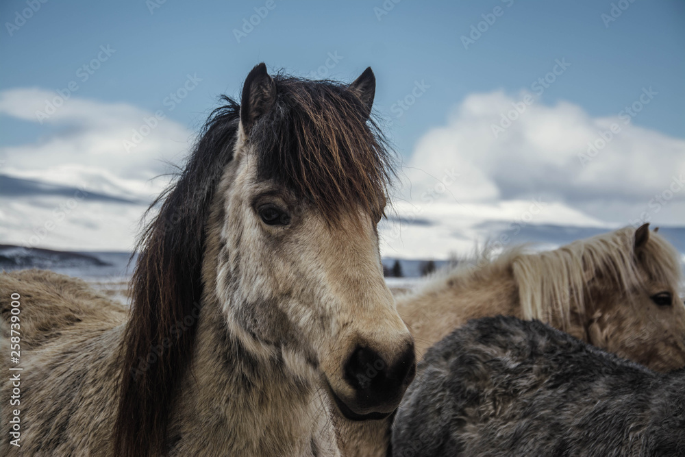 Fototapeta premium horse