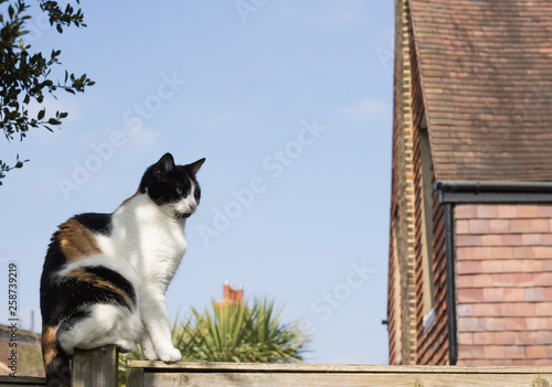 Beautiful Cat in Profile Sits on Top of Fence Against Blue Sky, Near to House on Sunny Day. Copy Space. Concept: Gardener Friends.  © Olga
