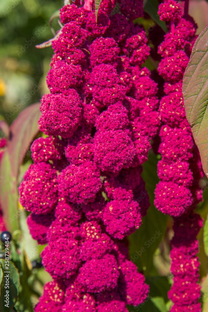 Amaranthus Caudatus flowers, known as Love Lies Bleeding Amaranthus Caudatus flowers, known as Love Lies Bleeding