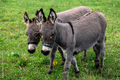 Pair of Donkeys