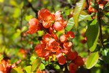 blooming quince